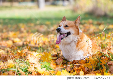 Welsh Corgi on an autumn walk Welsh Corgi on an autumn walk 132547754