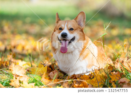 Welsh Corgi on an autumn walk Welsh Corgi on an autumn walk 132547755