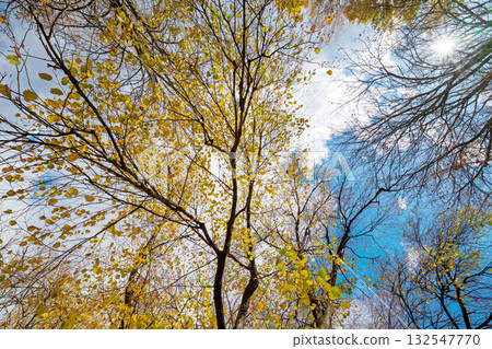 autumn landscape on a sunny day autumn landscape on a sunny day 132547770