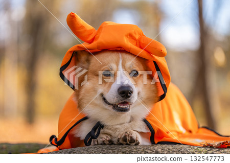 corgi in an autumn park dressed for Halloween corgi in an autumn park dressed for Halloween 132547773