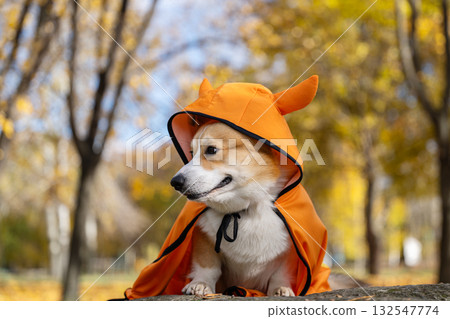 corgi in an autumn park dressed for Halloween corgi in an autumn park dressed for Halloween 132547774