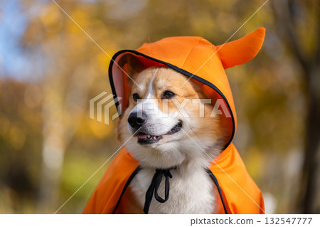 corgi in an autumn park dressed for Halloween 132547777