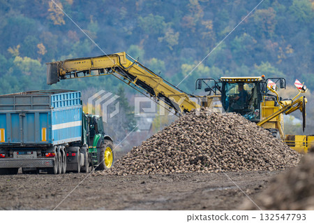 sugar beet harvest in the field 132547793