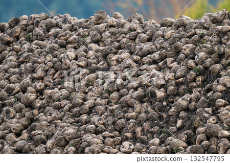 sugar beet harvest in the field sugar beet harvest in the field 132547795