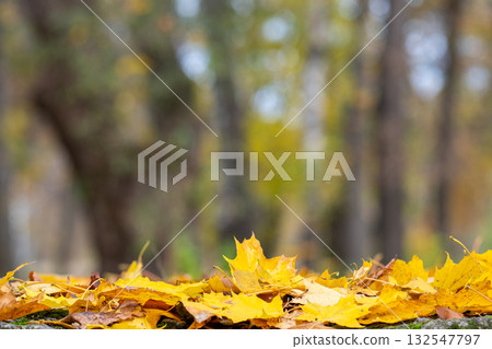background of maple autumn leaves background of maple autumn leaves 132547797