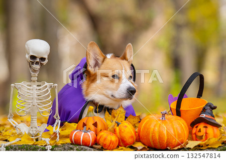corgi in an autumn park dressed for Halloween 132547814