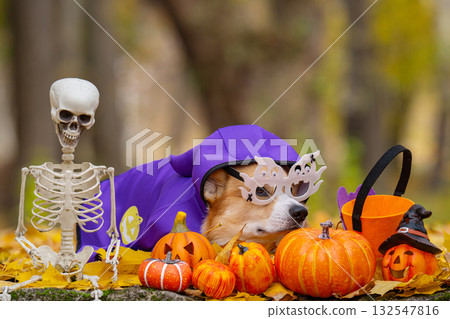 corgi in an autumn park dressed for Halloween corgi in an autumn park dressed for Halloween 132547816