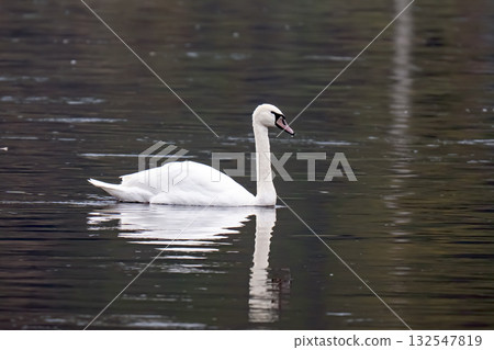 a swan swims on the river 132547819