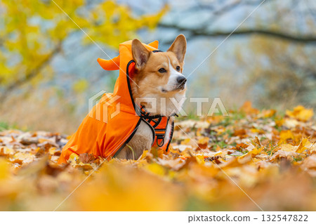 corgi in an autumn park dressed for Halloween corgi in an autumn park dressed for Halloween 132547822