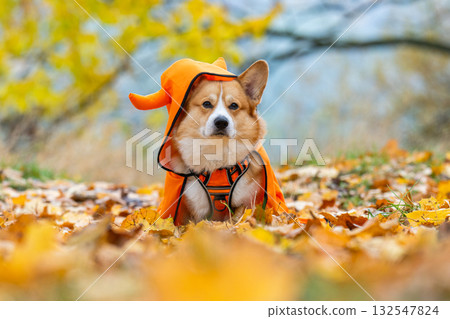 corgi in an autumn park dressed for Halloween 132547824