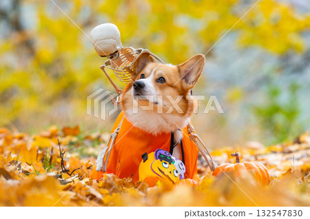 corgi in an autumn park dressed for Halloween corgi in an autumn park dressed for Halloween 132547830