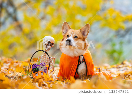corgi in an autumn park dressed for Halloween 132547831