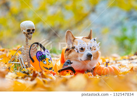 corgi in an autumn park dressed for Halloween corgi in an autumn park dressed for Halloween 132547834