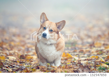 Corgis on an autumn walk 132547850