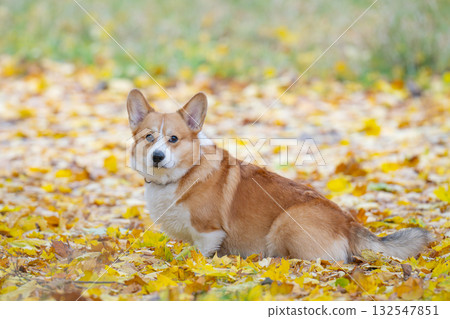 Corgis on an autumn walk 132547851