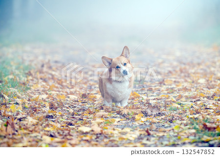Corgis on an autumn walk Corgis on an autumn walk 132547852