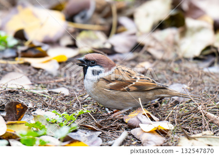 a sparrow in the yard a sparrow in the yard 132547870