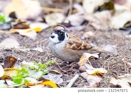 a sparrow in the yard 132547871