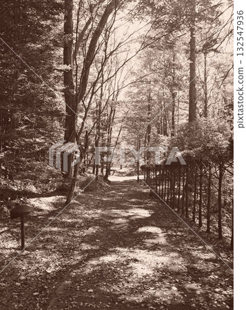 A forest path in Karuizawa with beautiful sunlight filtering through the trees. An illustration-style photo. A forest path in Karuizawa with beautiful sunlight filtering through the trees. An illustration-style photo. 132547936