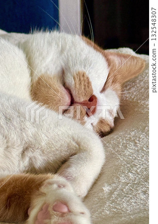 Close-up of a sleeping cats face lying on its side. Close-up of a sleeping cats face lying on its side. 132548307
