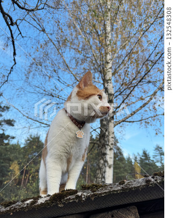 A red and white cat. Standing against the backdrop of an autumn landscape and blue sky. In the background, a birch tree with remaining yellow leaves. A red and white cat. Standing against the backdrop of an autumn landscape and blue sky. In the background, a birch tree with remaining yellow leaves. 132548308