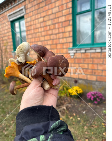A bouquet of autumn mushrooms. A woman is holding a bouquet of edible mushrooms on her outstretched arm. 132548311