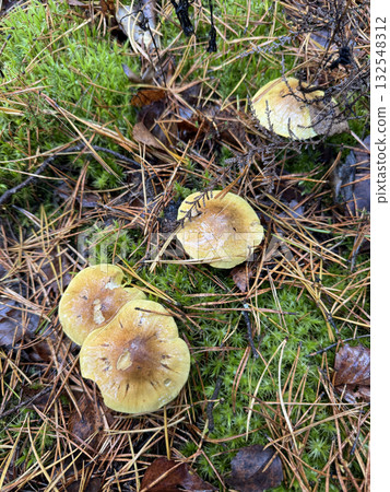 Green-gilled Tricholoma. A family of mushrooms growing in green moss among fallen pine needles. 132548312