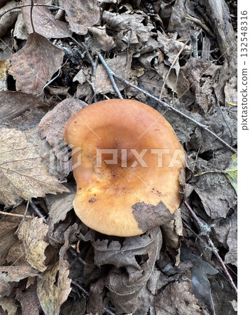 The Common Milkcap mushroom, growing in fallen birch leaves. Shot from above. The Common Milkcap mushroom, growing in fallen birch leaves. Shot from above. 132548316