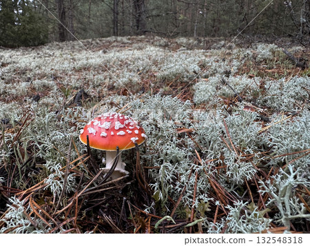 A red fly agaric mushroom growing in moss in a pine forest. 132548318