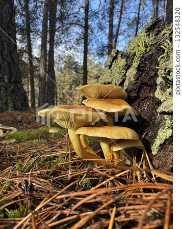 Sulfur Tuft mushroom. Grows in a pine forest near an old stump. Autumn mushroom foraging. 132548320