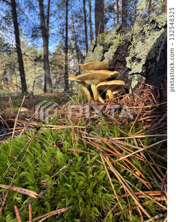 Hypholoma capnoides. Grows in a pine forest near an old stump. Autumn mushroom foraging. 132548325