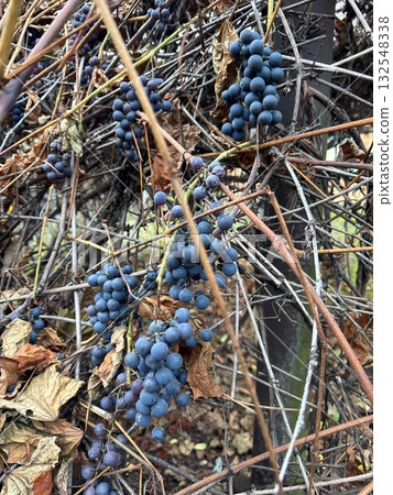 A cluster of ripe Victoria grapes on the vine in autumn. A grapevine in late October, withered leaves. 132548338