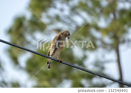 The red-shouldered hawk bird perching on electric cable looking for prey to hunt The red-shouldered hawk bird perching on electric cable looking for prey to hunt 132548401