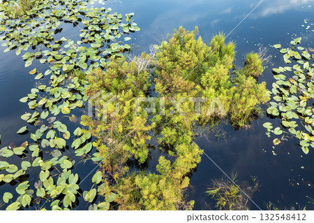 Sunny landscape over forest lake water in southern tropical wetlands. Amazing Florida nature on a sunny day Sunny landscape over forest lake water in southern tropical wetlands. Amazing Florida nature on a sunny day 132548412