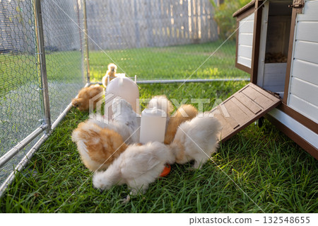 Raising organic chicken on home backyard. Young chicks in chicken coop with green grass on yard garden Raising organic chicken on home backyard. Young chicks in chicken coop with green grass on yard garden 132548655