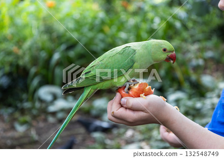 Green Rose Ringed Parakeet Hand Feeding on Berries in Garden 132548749