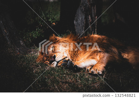 Sleeping lion resting on grass in sunlight, peaceful wildlife photography Sleeping lion resting on grass in sunlight, peaceful wildlife photography 132548821