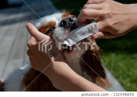 Owner cleaning dogs mouth with dental wipe outdoors Owner cleaning dogs mouth with dental wipe outdoors 132548859