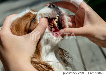 Owner cleaning dogs mouth with dental wipe outdoors 132548860