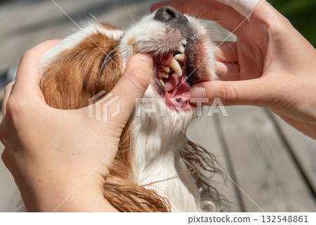 Owner cleaning dogs mouth with dental wipe outdoors Owner cleaning dogs mouth with dental wipe outdoors 132548861