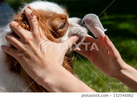 Owner cleaning dogs mouth with dental wipe outdoors Owner cleaning dogs mouth with dental wipe outdoors 132548862