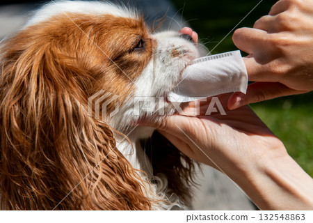 Owner cleaning dogs mouth with dental wipe outdoors 132548863