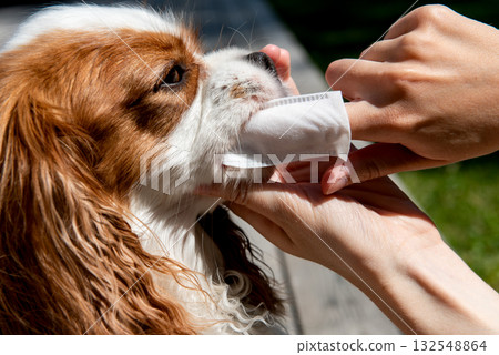 Owner cleaning dogs mouth with dental wipe outdoors 132548864