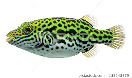 This vibrant green spotted puffer showcases its unique colors and patterns. The fish, in a natural state, floats effortlessly, highlighting its distinctive features and eye-catching appearance. 132548879