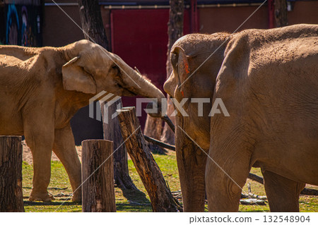 Two elephants touching tree trunks in sunlight, wildlife interaction photo 132548904