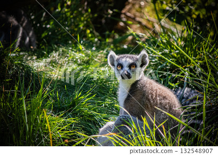 Ring tailed lemur sitting in green grass, exotic wildlife photography 132548907