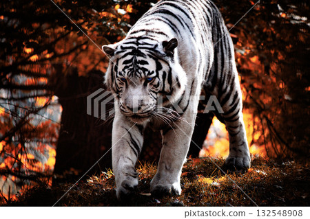 White tiger walking through autumn forest in sunlight, close up wildlife photography 132548908