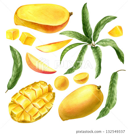 A set of watercolor botanical illustrations. Mango fruits and leaves. Isolated illustration. Plant element for posters, labels. A set of watercolor botanical illustrations. Mango fruits and leaves. Isolated illustration. Plant element for posters, labels. 132549337