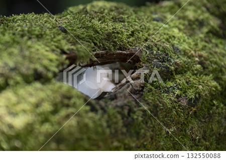 Exploring the moss-covered tree at Lake de Leon in Landes region of France 132550088