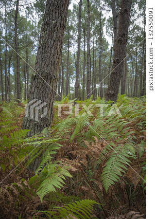 Lush ferns stand tall in Landes pine forest during a serene day in Moliets 132550091
